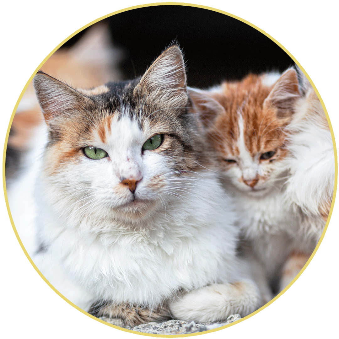Community Cats – First State Animal Center